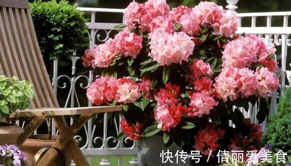 杜鹃花|北方四季分明，该如何盆栽杜鹃花？4个细节到位，养殖走捷径