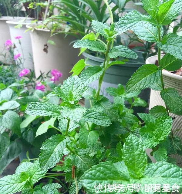 喜欢盆栽这3款植物就赚大了，既能观赏又能治病，堪称天然药箱