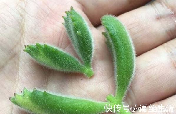 福娘|新人肉友慎入的这几款多肉，你了解多少，知道为什么吗？