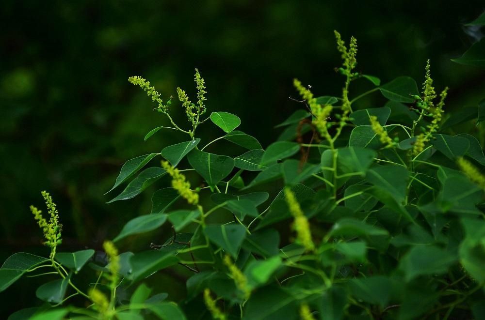 解放公园 谁道人间四月芳菲尽？武汉六月盛芳菲