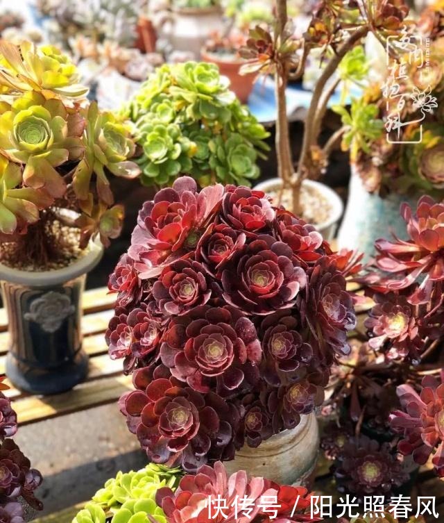 多肉法师欣赏在最美法师季,法师丛中一定住着小天使!