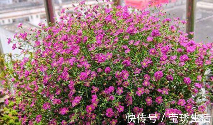 4种“漂亮花”，花色艳、花量大，不用费心，就能长的特别好