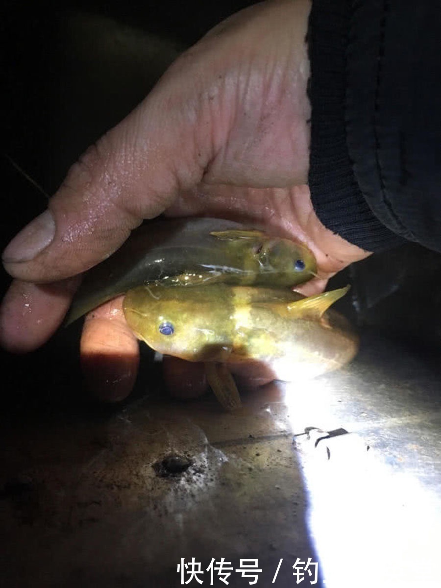 过后|洪水过后去钓鱼,这么大的黄颡鱼,还是头一次钓获