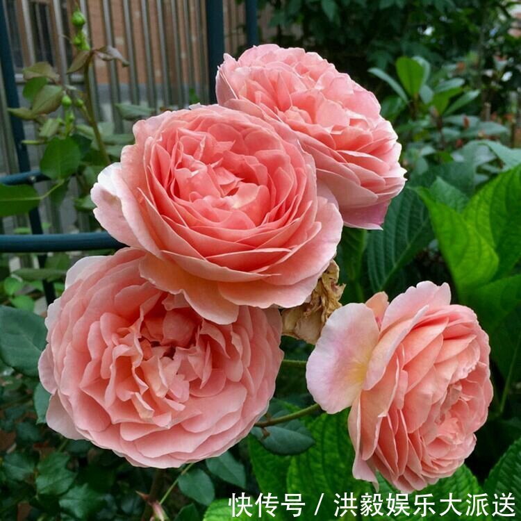 盲芽|月季扦插的弱苗怎样养壮实营养是关键,光照不能少,养根是基本