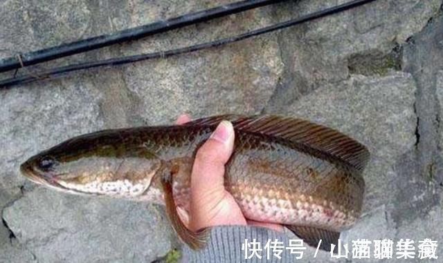 说了别不信,这套诱钓黑鱼的手段,简单又粗暴,老钓手连连称赞