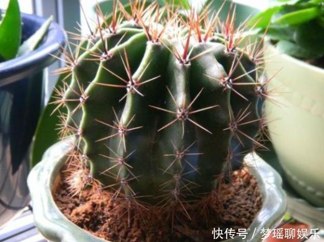 叶片|3种长着“大肚子”的花,长时间不浇水,也能叶片油绿,开花爆盆