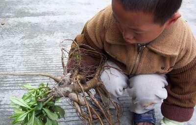 农村墙角这野草,被称为“土人参”,还拿它当菜吃,就太掉价了