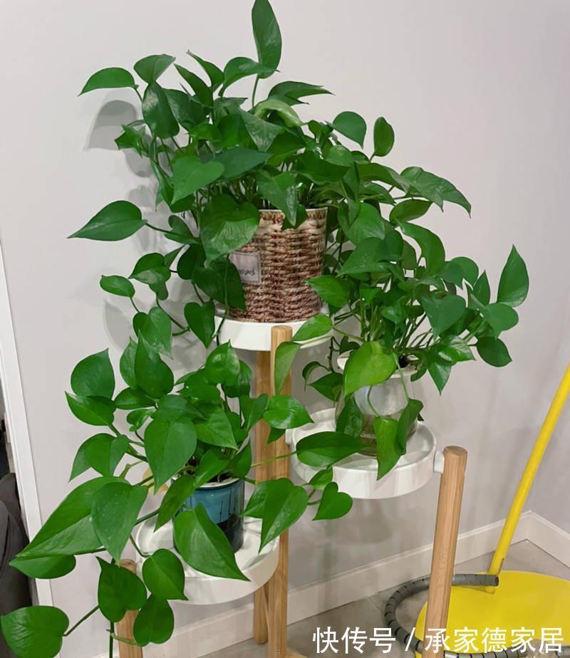 肥料|养绿萝，要注意的一个细节，新叶新枝更多，爬藤一大片