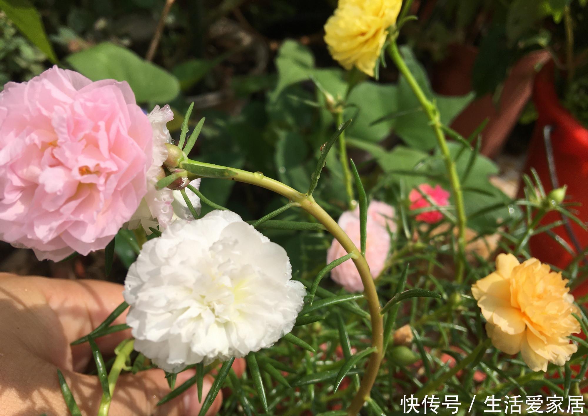 花儿|“重瓣太阳花”过冬,用一“方法”,来年又开花,五颜六色