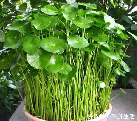  这三植物容易“泛滥成灾”，养一棵成活一大片，40℃还生机勃勃！