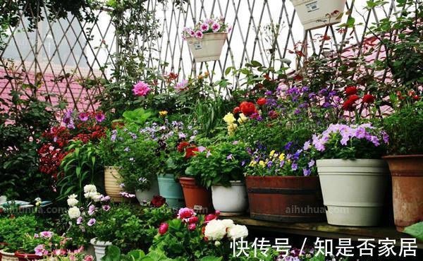 院子|养花,家都有一个小院子,种着各种各样的花,真是太迷人了