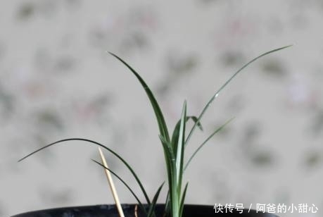 全家|婆婆给盆栽插上一根牙签,没过多久盆栽成这样,全家人高兴坏了