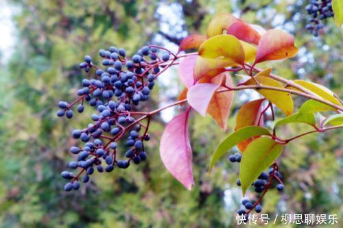 肝肾|一味药补肝肾、强腰膝、壮筋骨、乌须发，名方二至丸中就有它！