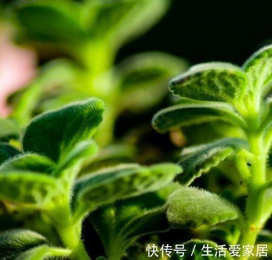 浇水|此种植物一碰一身香,不仅能驱蚊虫还能吃,聪明人都在养