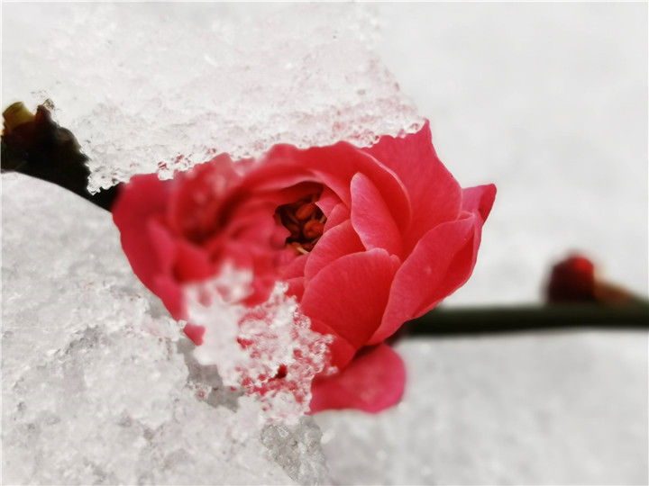 真的下雪了！外面已经一片雪白，快看傲梅斗雪