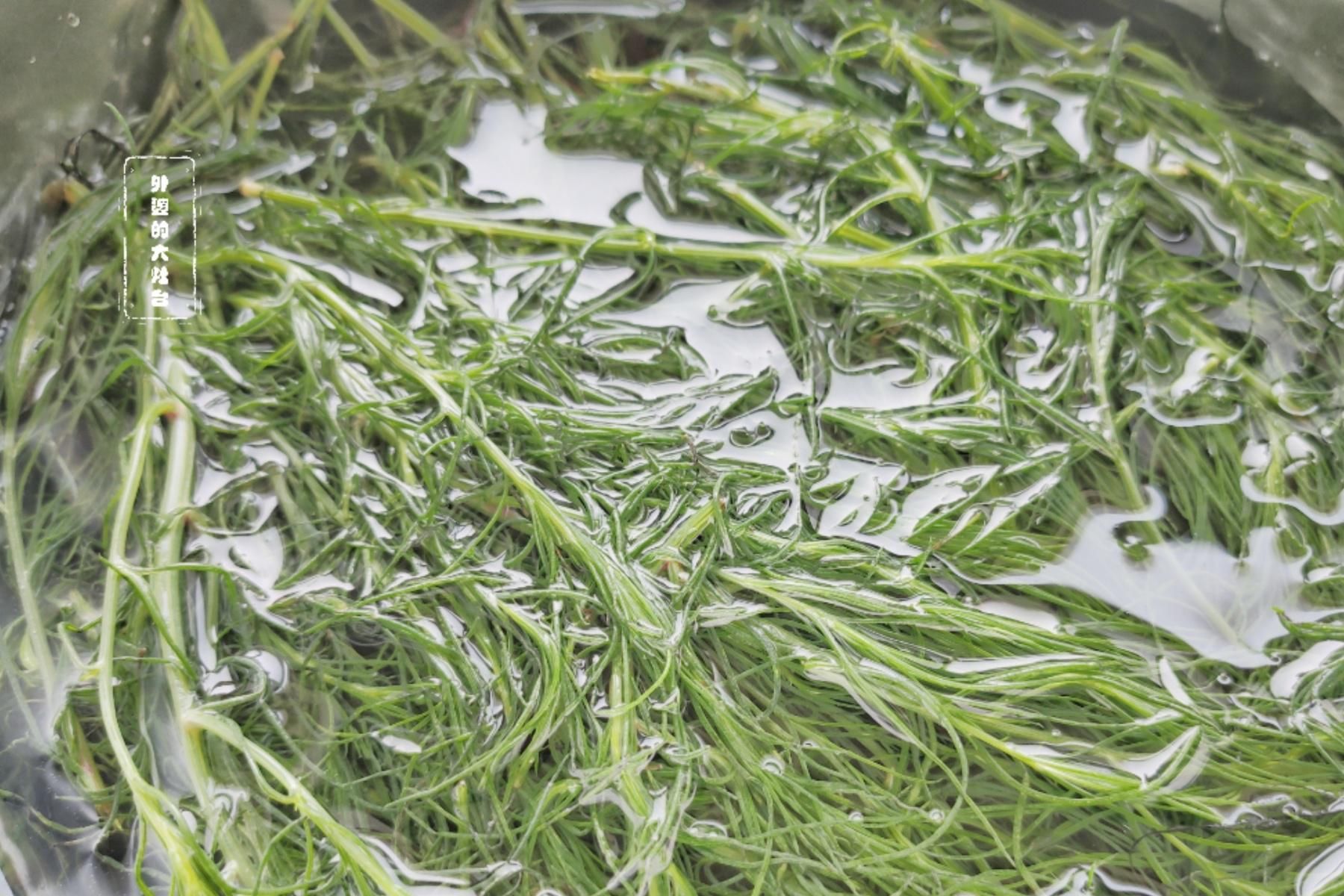 猪毛菜|遇见这个没人要的野菜，一定要多摘一些，简单一炒，别提多香了