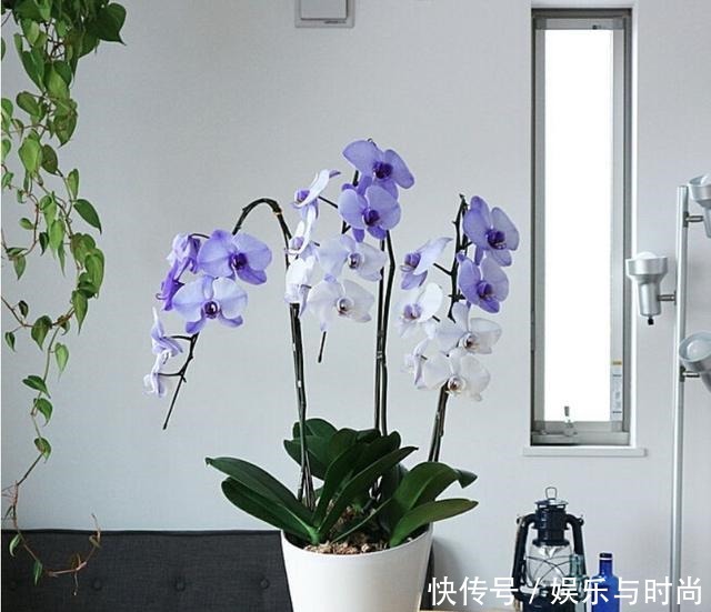 小两口之家,全屋布满绿植鲜花,把生活过成了诗,太美太治愈了!