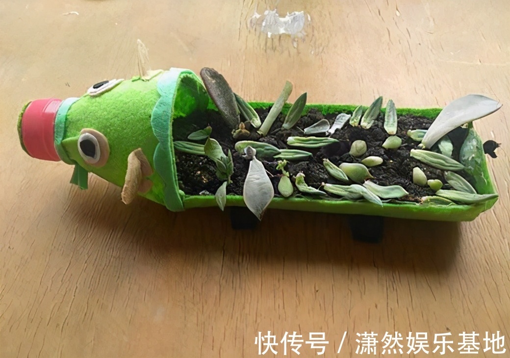 矿泉水瓶|养花不一定要精美的花盆,这几种东西剪一剪,养花创意十足