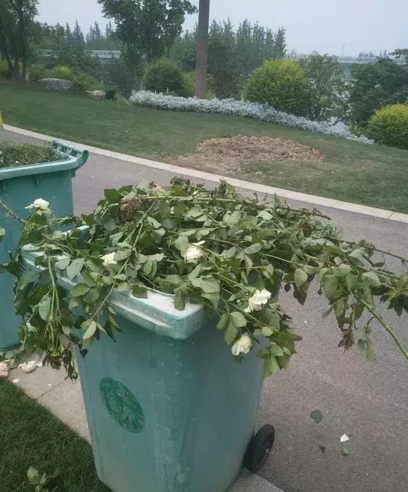 月季|你扔掉的月季、蝴蝶兰,被我捡回来,养了1个月,嗖嗖冒“花芽”