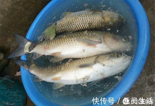 野生|钓鱼人出新招,3块钱成本制作“特效饵”,专攻野生大草鱼