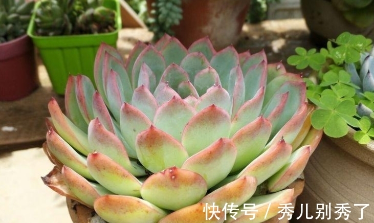 多肉雨燕座一直不爆侧芽?确实如此,但耐心等或砍头它就能变多头