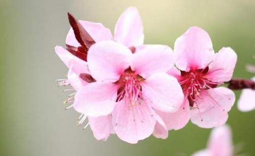春花秋月|鹧鸪天 14首:细雨晨曦润海棠，鹧鸪一唱引思长