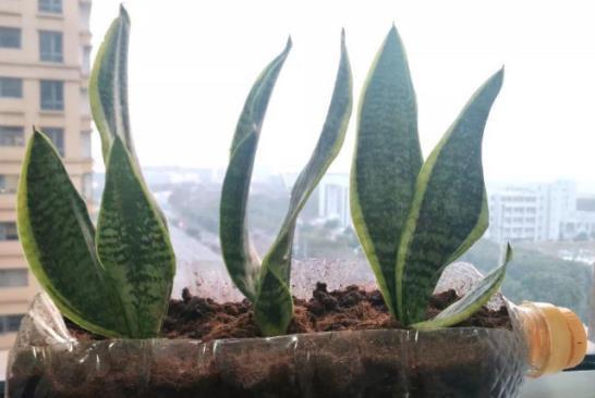 怎么将塑料瓶“一步步”打造成漂亮花盆?