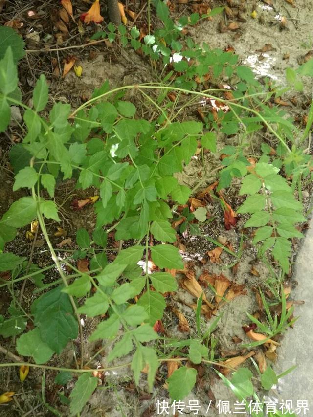 窗户|好好的院子,被一棵“霸道”的凌霄花给毁了