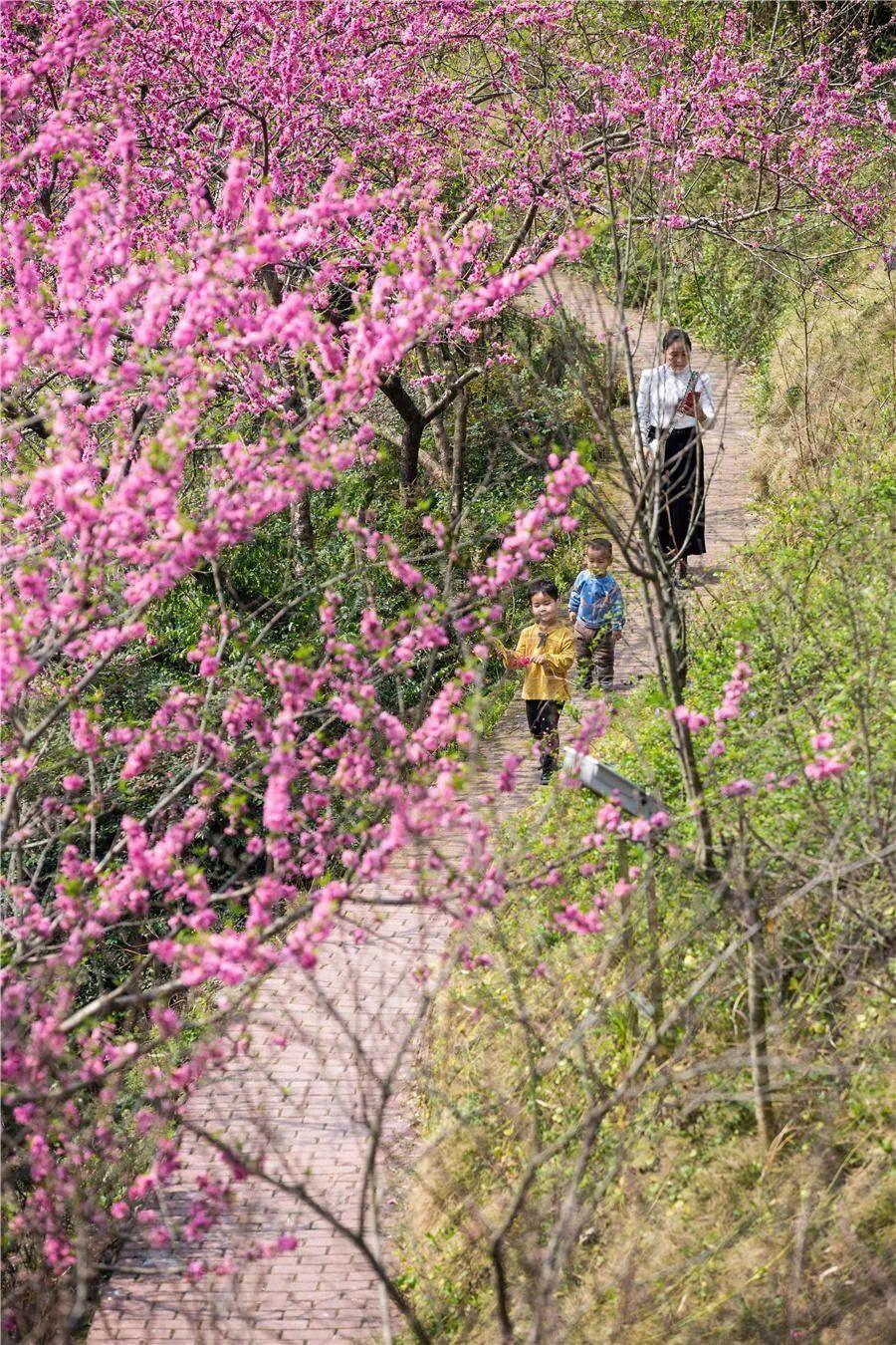 花海|看花，何必去远方——剑河花海正怒放