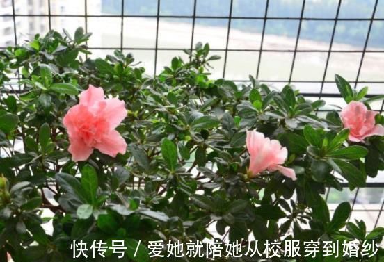 超哥|“玉米棒”还在扔往盆里一塞,等于“促花激素”,花开爆不停