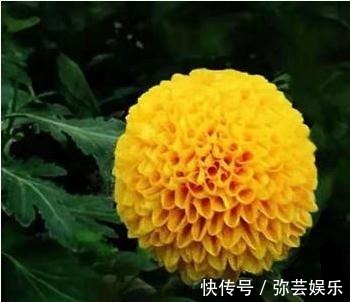 百菊争艳,来盆菊中极品艳球王,宛如金玉绣球,花姿优美可爱喜人