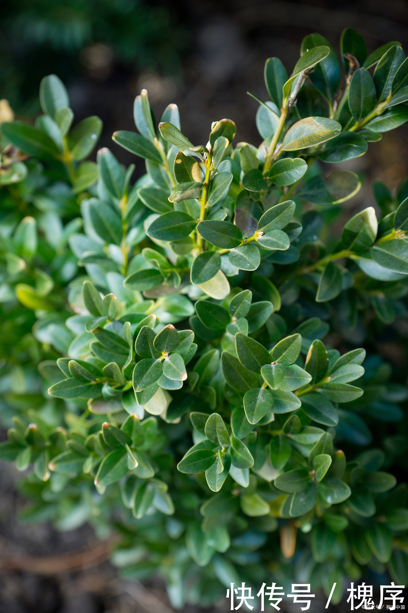 3万买棵盆景树,有人说不值,绿化带里大把,你觉得呢?