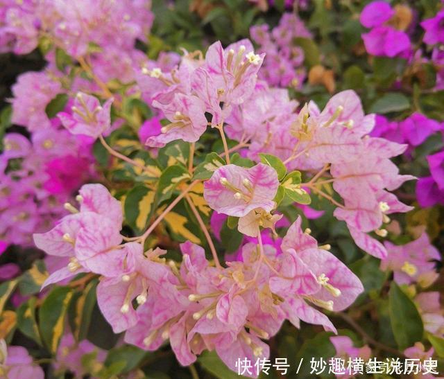 三角梅|45种三角梅品种,红、橙、黄、绿、白、紫,每一种都很好看!