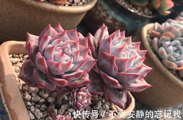 粉蓝鸟,想要养出极致的状态,比的不是技术而是狠劲,一点不夸张