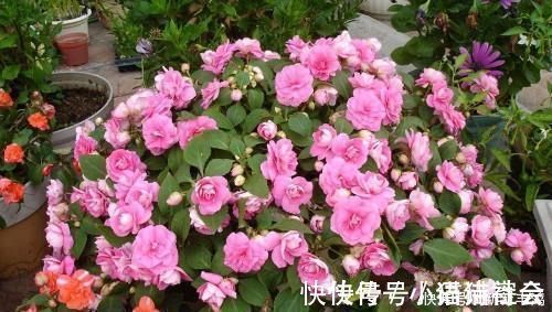给花浇水时加点这东西,全年不施肥,照样花开爆盆