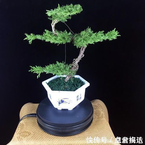 盆栽|老祖宗传下的手艺,用树桩做盆景,极其珍贵,还不来一盆