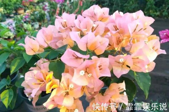 三角梅在花期,“1步”做对了,开花大又艳,轻松开爆盆