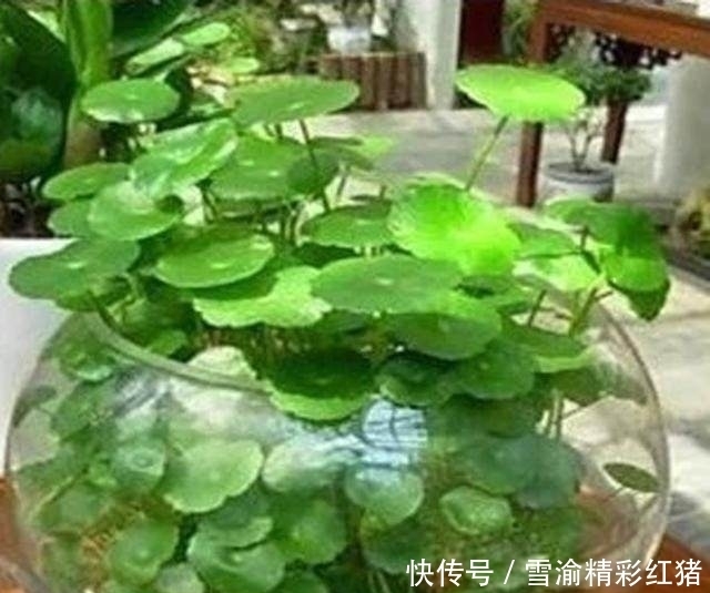 便宜又好养，最容易爆盆的花卉植物，轻松享受植物爆盆的魅力