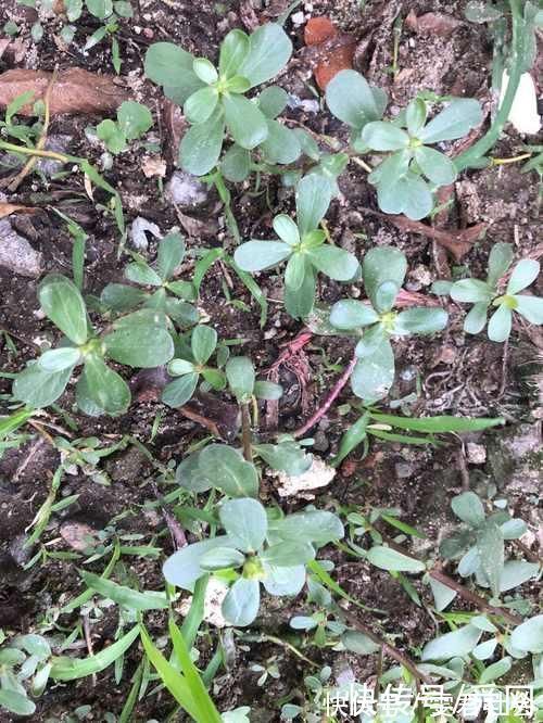 铁皮石斛|农村这种“救命仙草”,现在有钱都买不到,它的稀罕程度也是可想而知的了