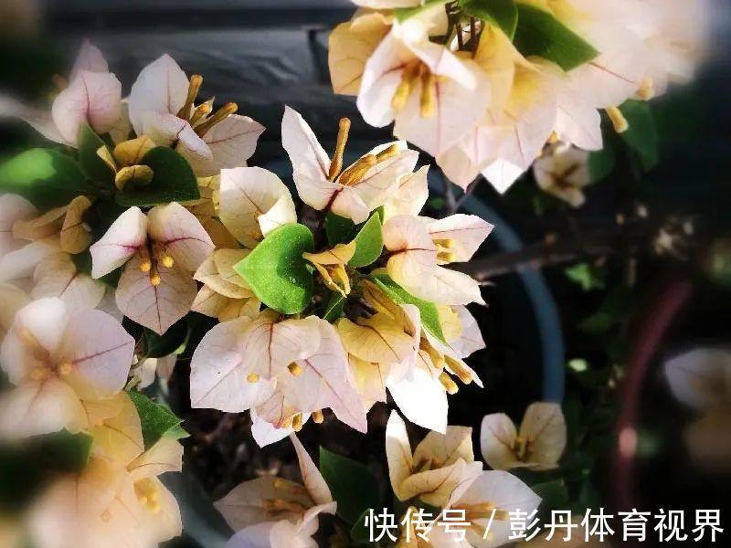 叶子|十月养这花,撸叶子、少浇水,10天冒出大花苞!