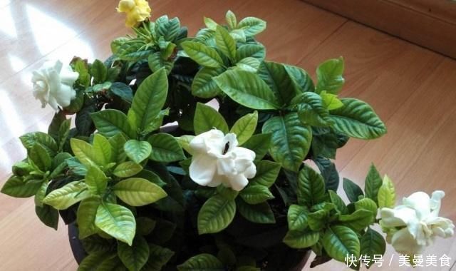养九里香、栀子花,摆在这“3处”,黄叶掉花苞,养一盆死一盆