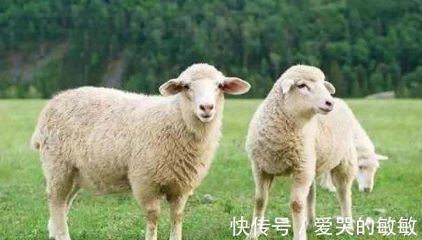 生肖|大金羊：哪月出生的属羊人命格多金，贵人易帮扶，看看有你吗？