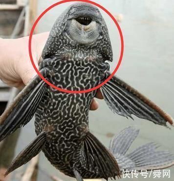 游客在鱼塘钓鱼,钓上来这个奇怪的东西,老板也没有任何办法