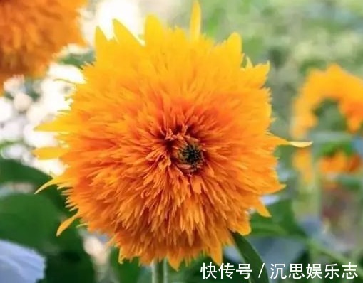 向日葵|此“奇花”，既像“玩具熊”，又像“金光太阳”，比菊花更好养