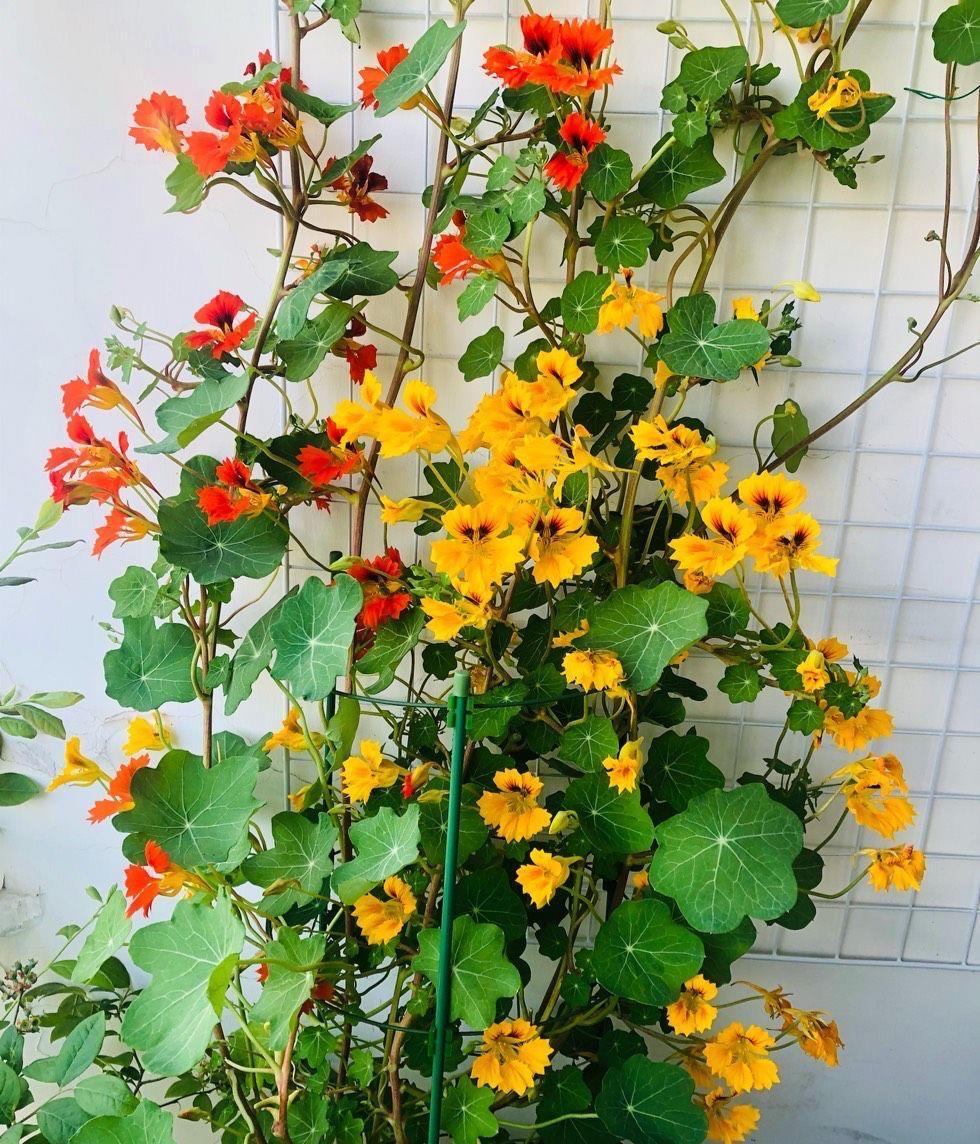 花儿|阳台养花可以养它，皮实好养很勤花，美丽一个秋天，花色也很绝