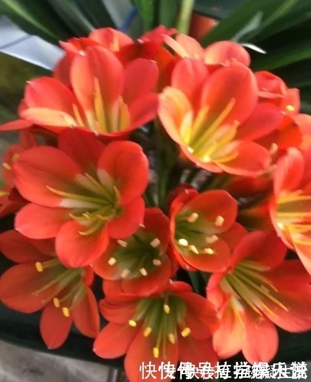 土壤|想要君子兰长得好长得快,这4点一定要做足“功课”,不然长不好!