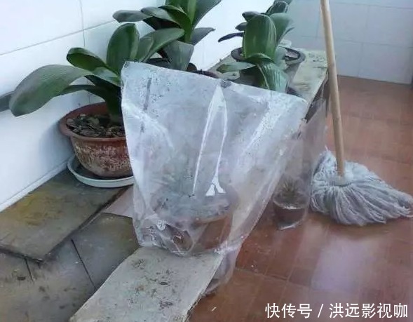 花草|花草生了虫子怎么办不用烦，仅需一个塑料袋，就能解决问题