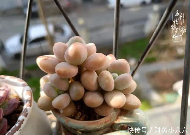 揭秘:那些干净又温暖的多肉照片从哪里来?