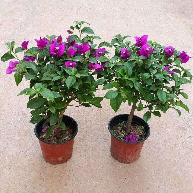 养三角梅做好这几点，根壮新叶开花多，夏天有花赏