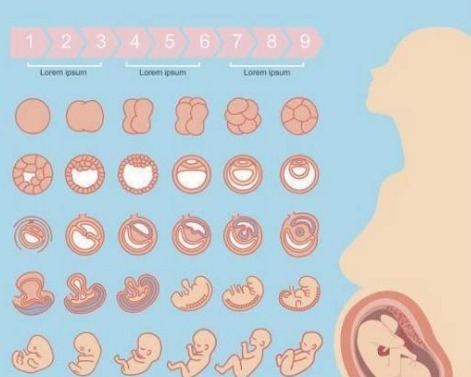精子|胎儿的性别,事实是在孕期的这个时间段形成的,宝妈们来看看